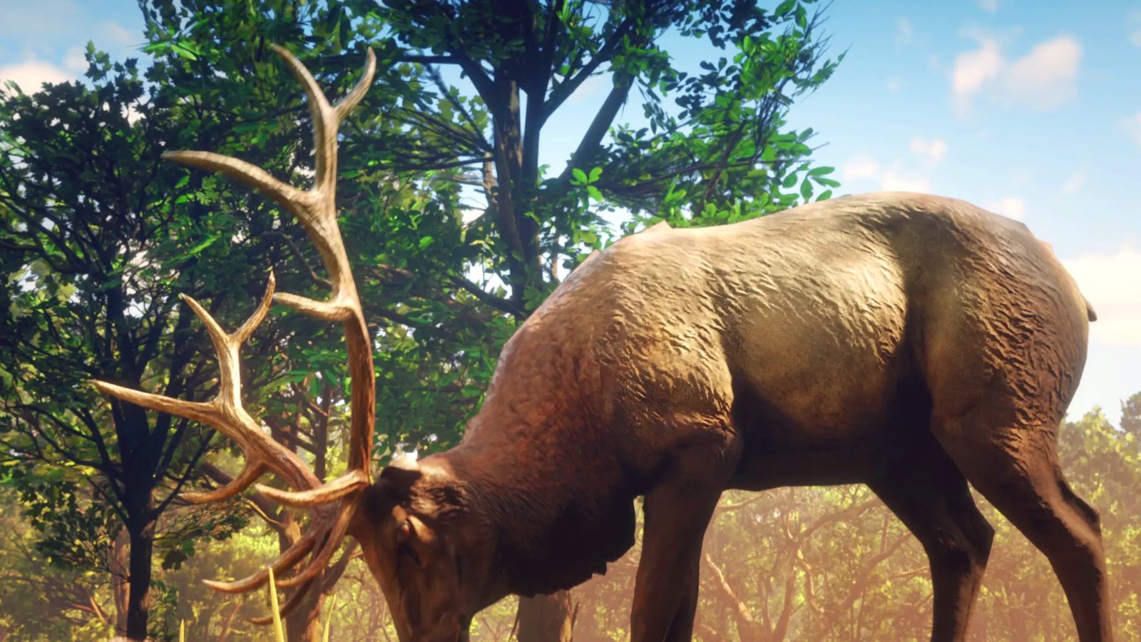 A large Deer with wide, branching antlers grazes with its head lowered among green trees in bright sunshine.