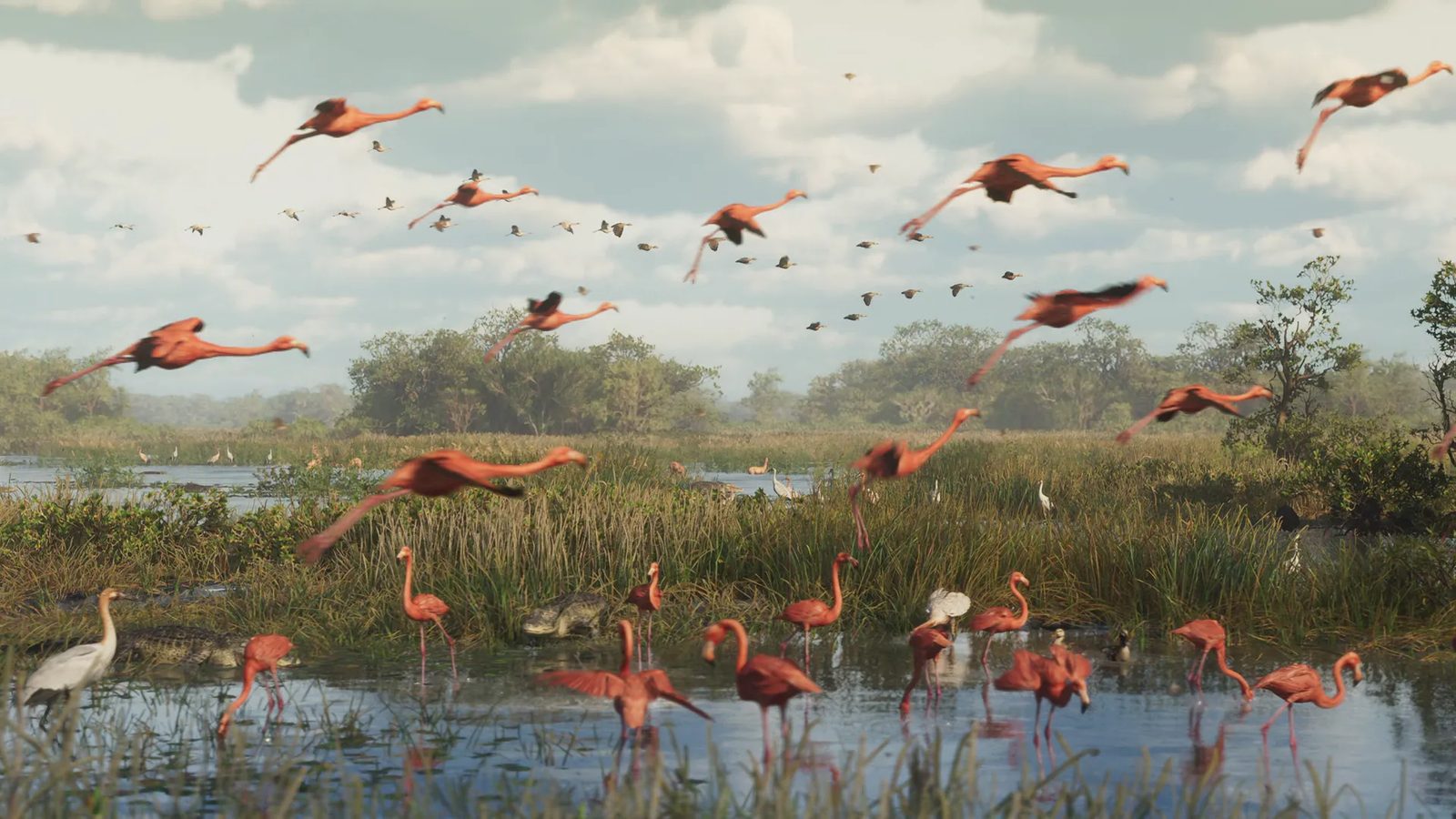 Flamingos fly low and wade in shallow water at the Grassrivers, a grassy wetland with crocodilians, a white bird and distant trees under a cloudy sky.