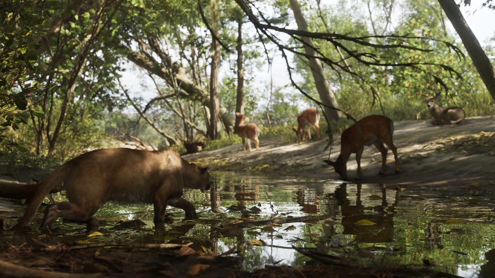 A cougar wades through shallow water in woodland as deer graze and rest on a sandy bank nearby, in Mount Kalaga.