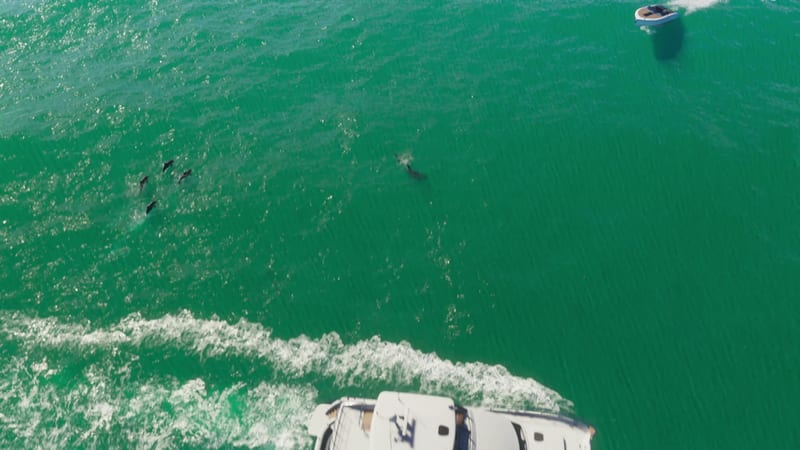 Five dolphins swim in bright green sea beside a white yacht, seen from above, while a small boat speeds across the top right.