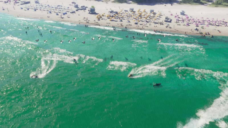 Aerial view of Ocean Beach on a sunny day, with pelicans flying over turquoise water and people sunbathing and swimming near the shore.