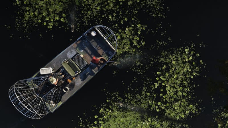 Aerial view of two people on an airboat in dark swamp water with alligators nearby, in the Grassrivers.